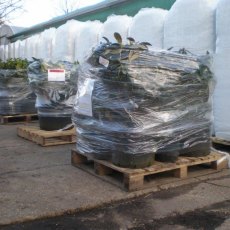 Despatch of specimen sized plants by pallet