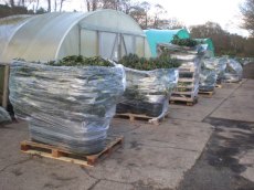 Despatch of specimen sized plants by pallet