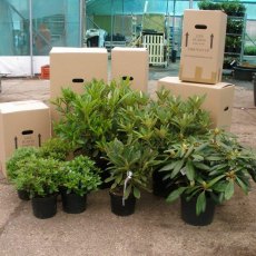 Despatch. All sorts of boxes for all sorts of plants.