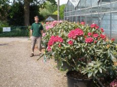 Colourful specimen sized plants