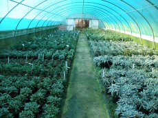 A rare sight! A tunnel full of rare 3 litre species rhododendrons 