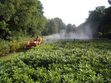 Organic plant sprays