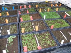 6 week old seedlings. 