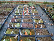 seedlings ready for pricking out