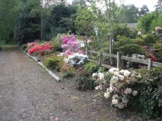 Evergreen Azaleas (behind the logs)