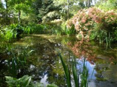 The middle pond