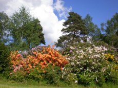 Sunny bank of deciduous azaleas