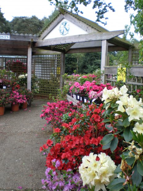 Perfect time for planting Rhododendrons and Azaleas