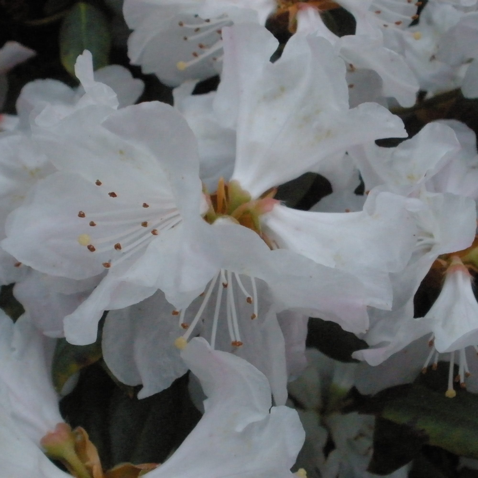Rhododendron Dora Amateis AGM - Buy Dora Amateis Rhododendrons online -  Millais Nurseries