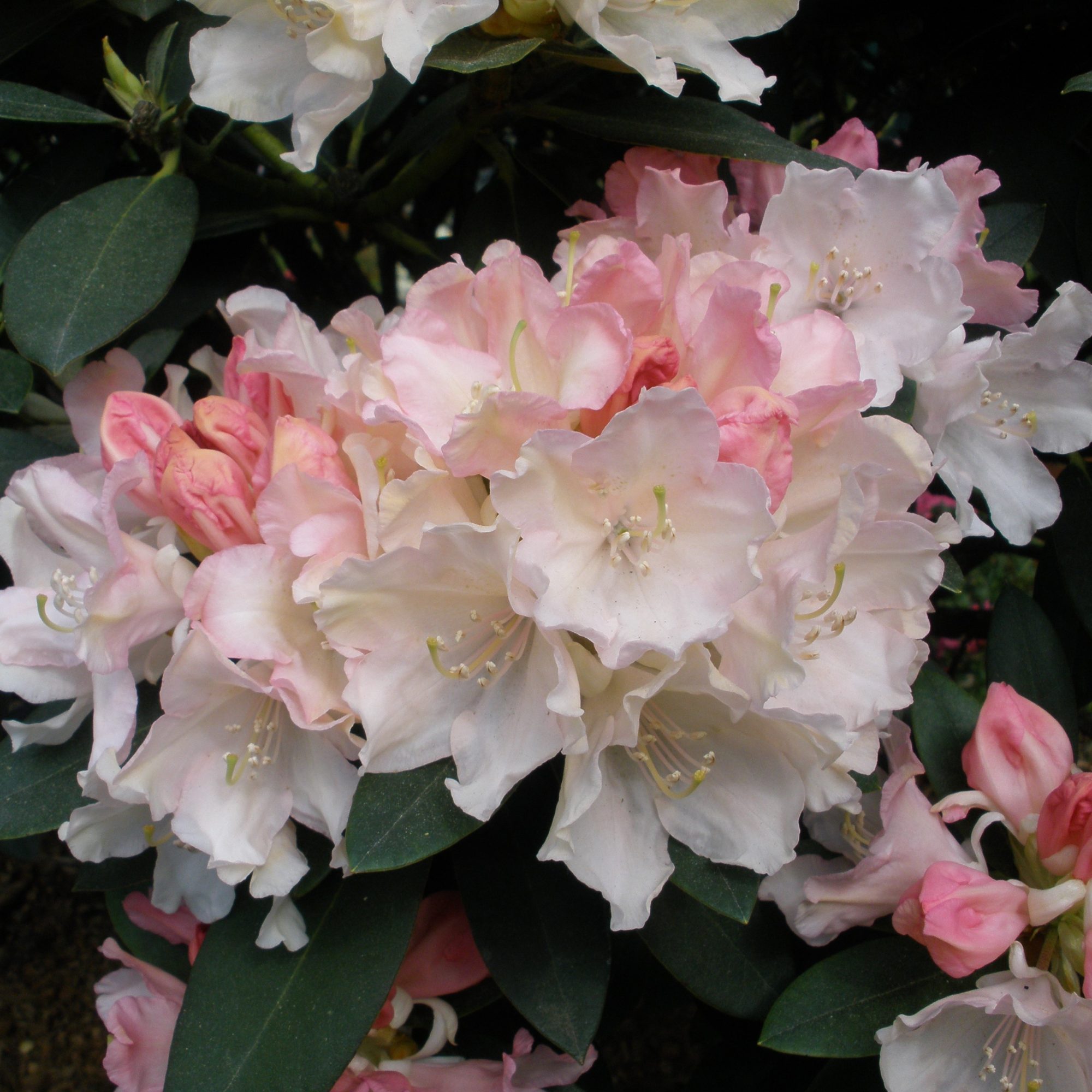 Dreamland Rhododendron AGM Buy Dreamland yakushimanum Rhodos
