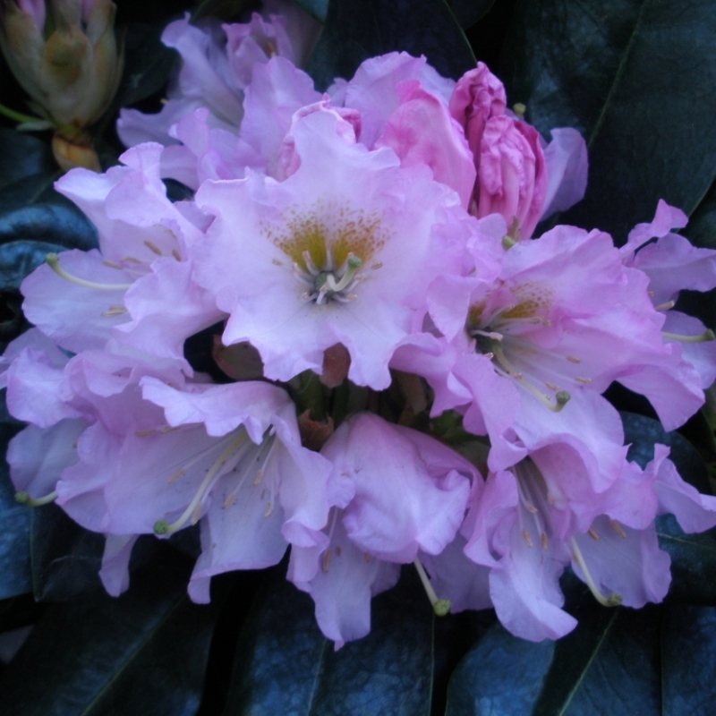Rhododendron Dufthecke Lilac Inkarho - Buy Dufthecke Rhododendrons -  Millais Nurseries
