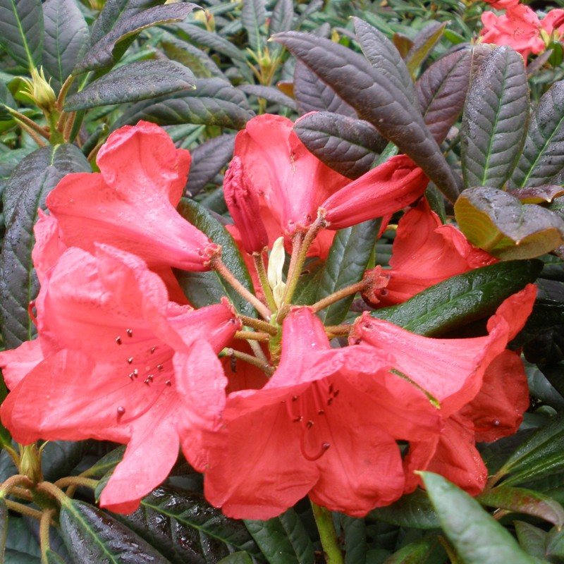 Rhododendron Elizabeth (Red Leaf) Millais Nurseries