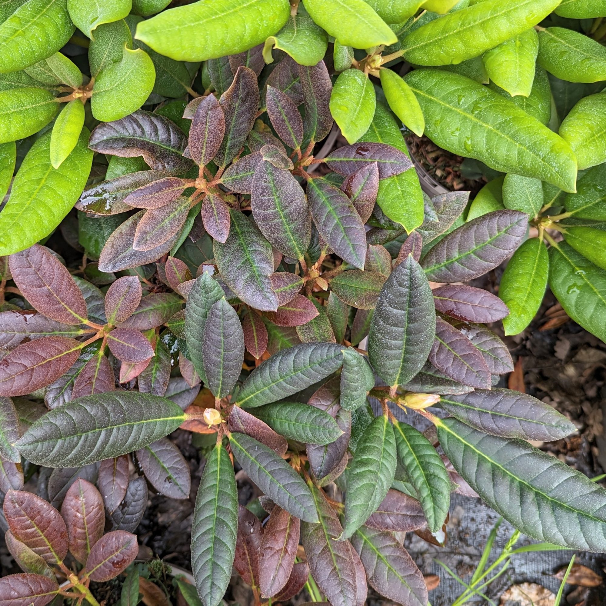 Black Spots On Rhododendron Leaves