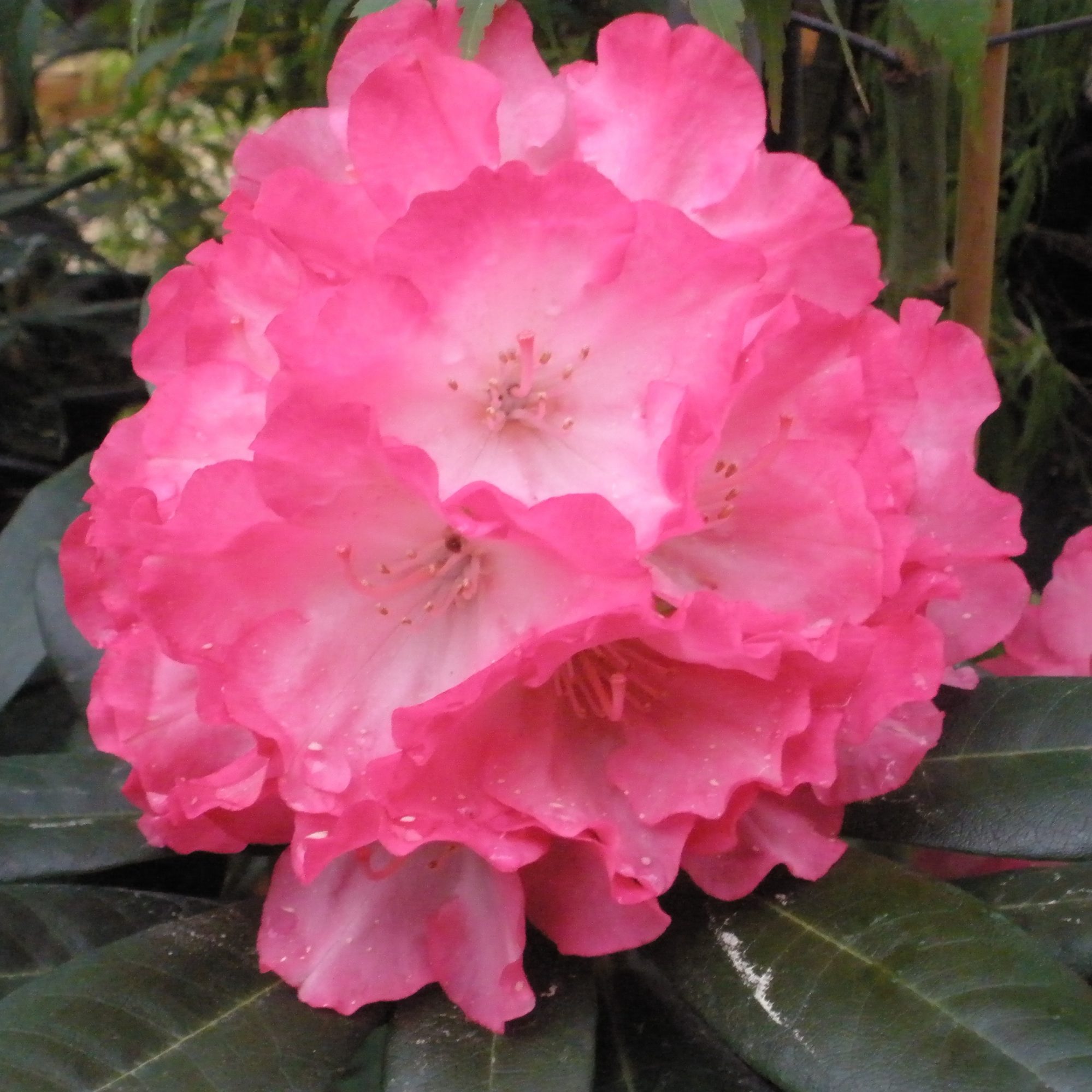 Fantastica Rhododendron AGM - Buy Fantastica yakushimanum Rhodos - Millais  Nurseries