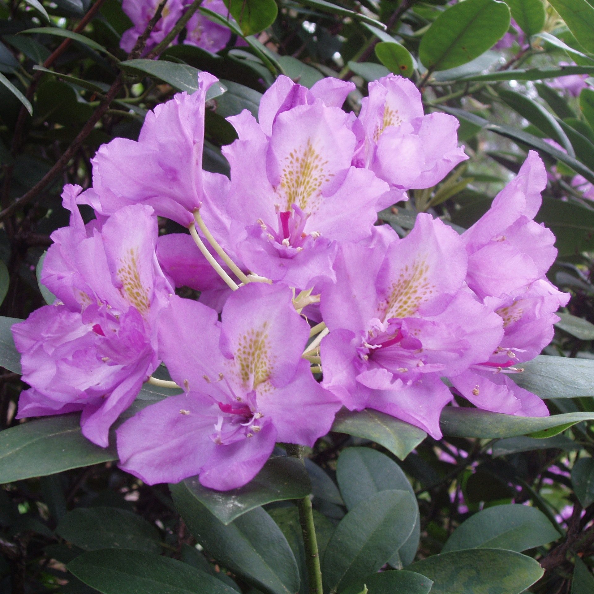 Rhododendron Fastuosum Flore Pleno Buy Fastuosum Rhododendrons