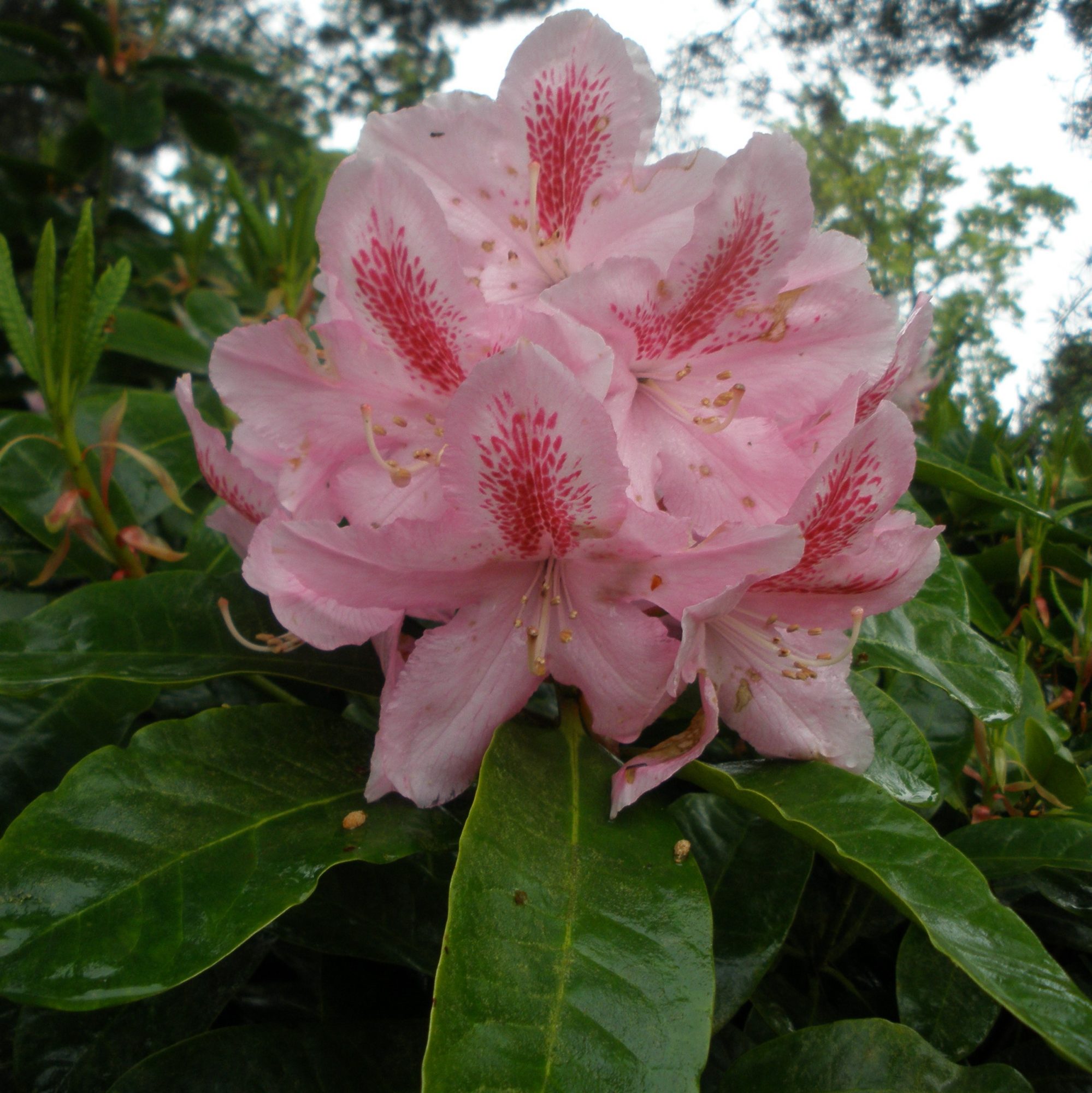 Rhododendron Furnivall's Daughter - Buy Furnivall's Daughter Rhododendrons  - Millais Nurseries