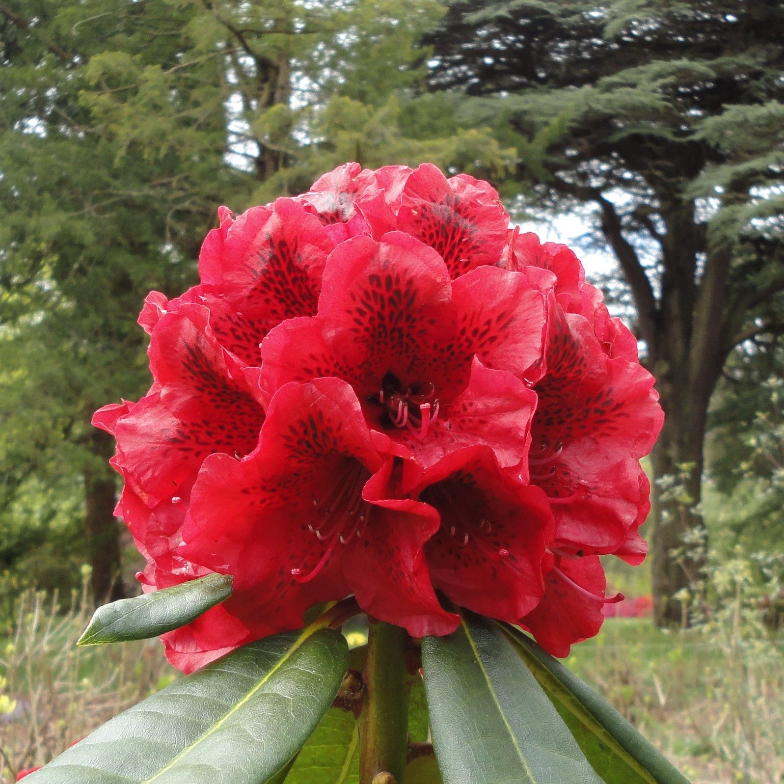 Rhododendron Gibraltar Bastion - Buy Gibraltar Bastion Rhododendrons -  Millais Nurseries