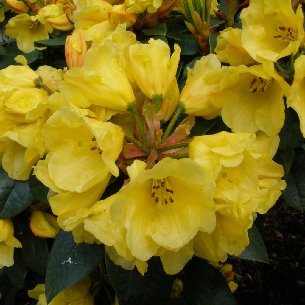 Buy Rhododendron Golden Everest online Millais Nurseries