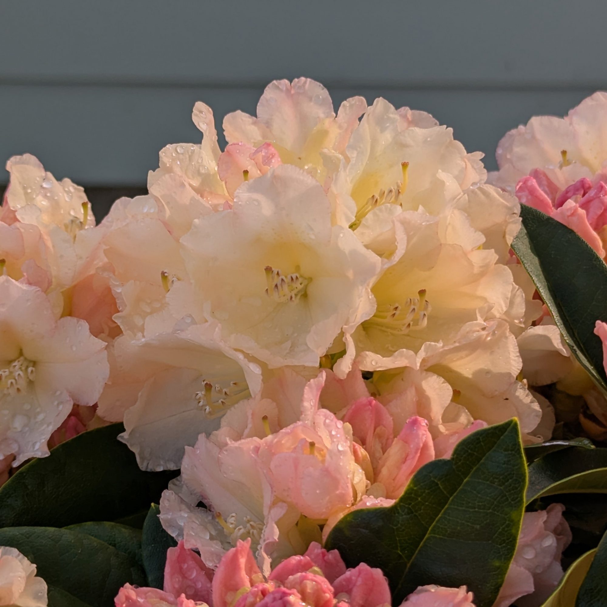 Golden Torch Rhododendron AGM - Buy Golden Torch yakushimanum online -  Millais Nurseries