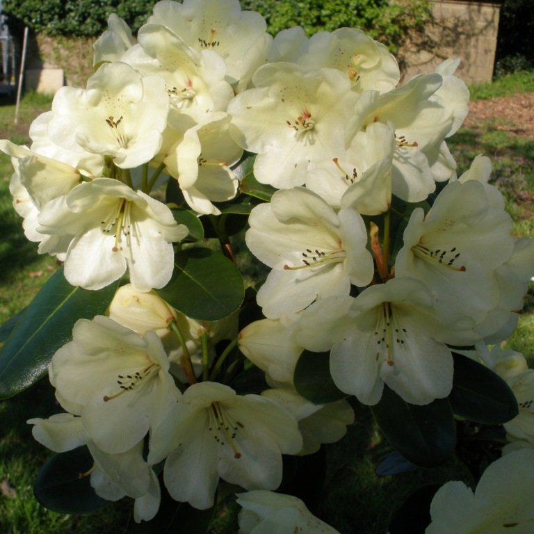 Rhododendron Graf Lennart Tall Hybrid Rhododendrons Millais Nurseries