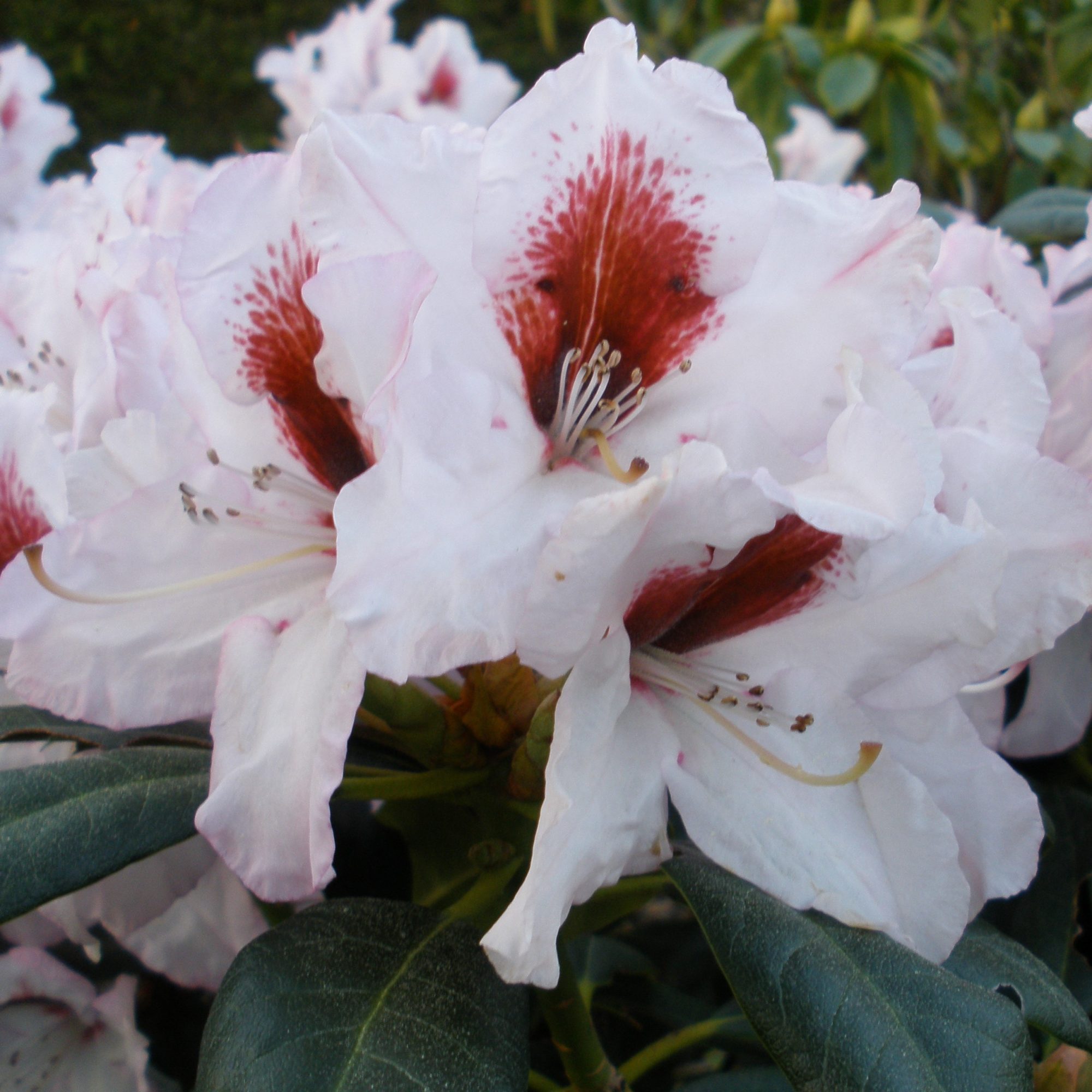 Rhododendron Graffito - Buy Graffito Rhododendrons Online - Millais  Nurseries