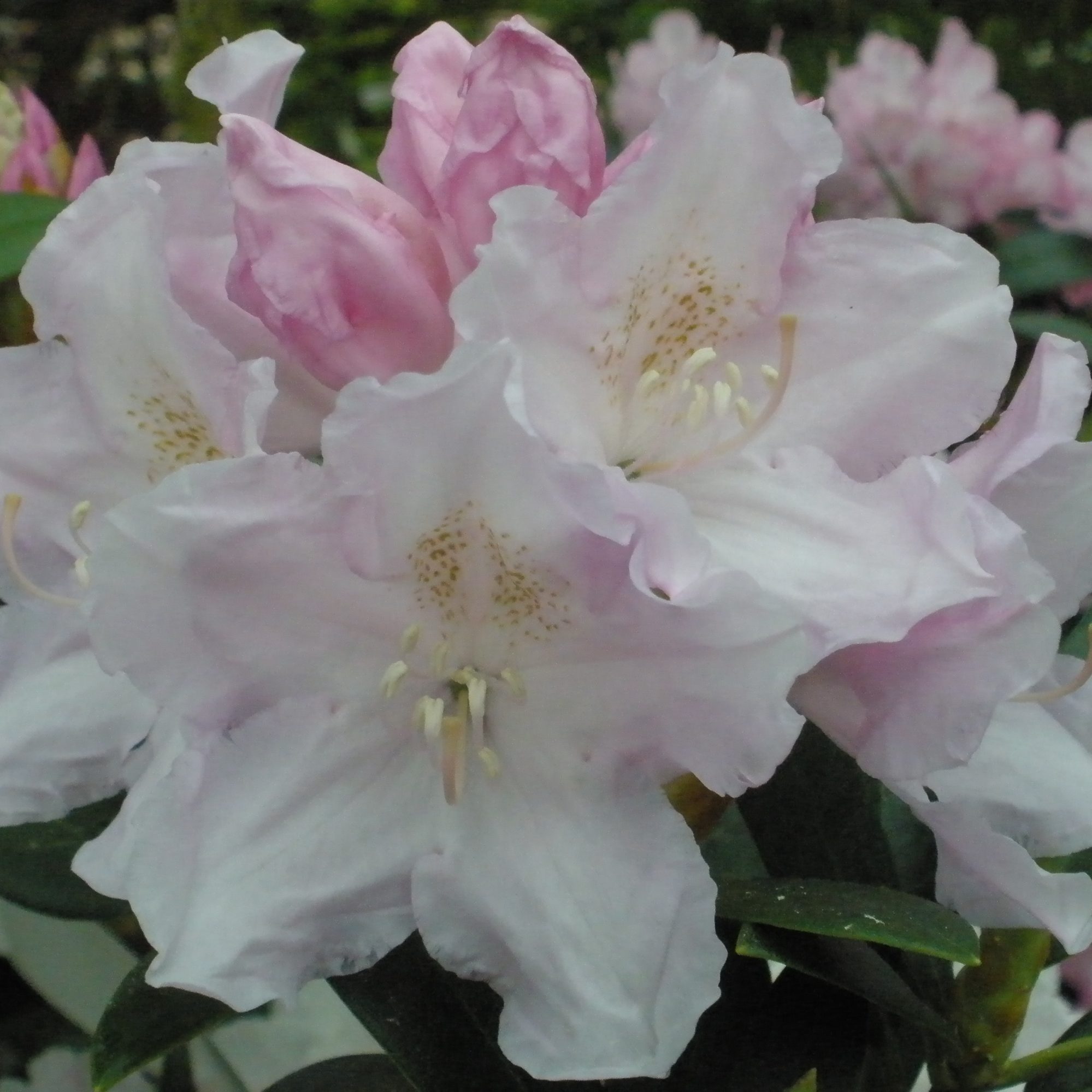 Hoppy Rhododendron Buy Hoppy Yakushimanum Rhododendrons Online Millais Nurseries