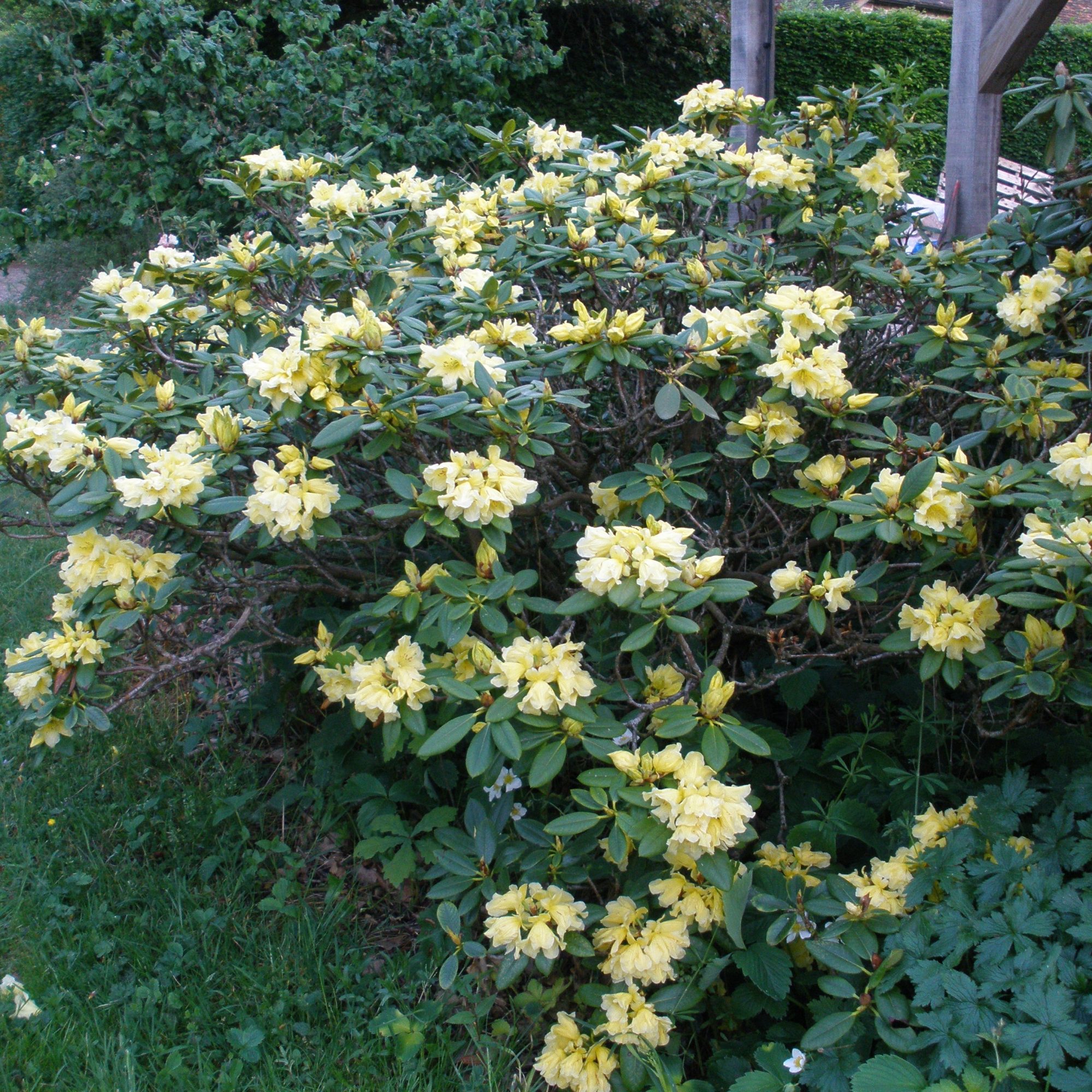 Rhododendron Hotei AGM - Buy Hotei Rhododendrons Online - Millais Nurseries