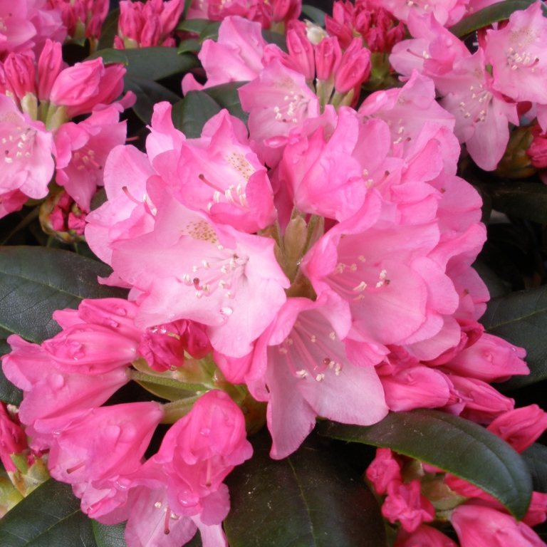 Kalinka Rhododendron - Buy Kalinka yakushimanum Rhododendrons online -  Millais Nurseries