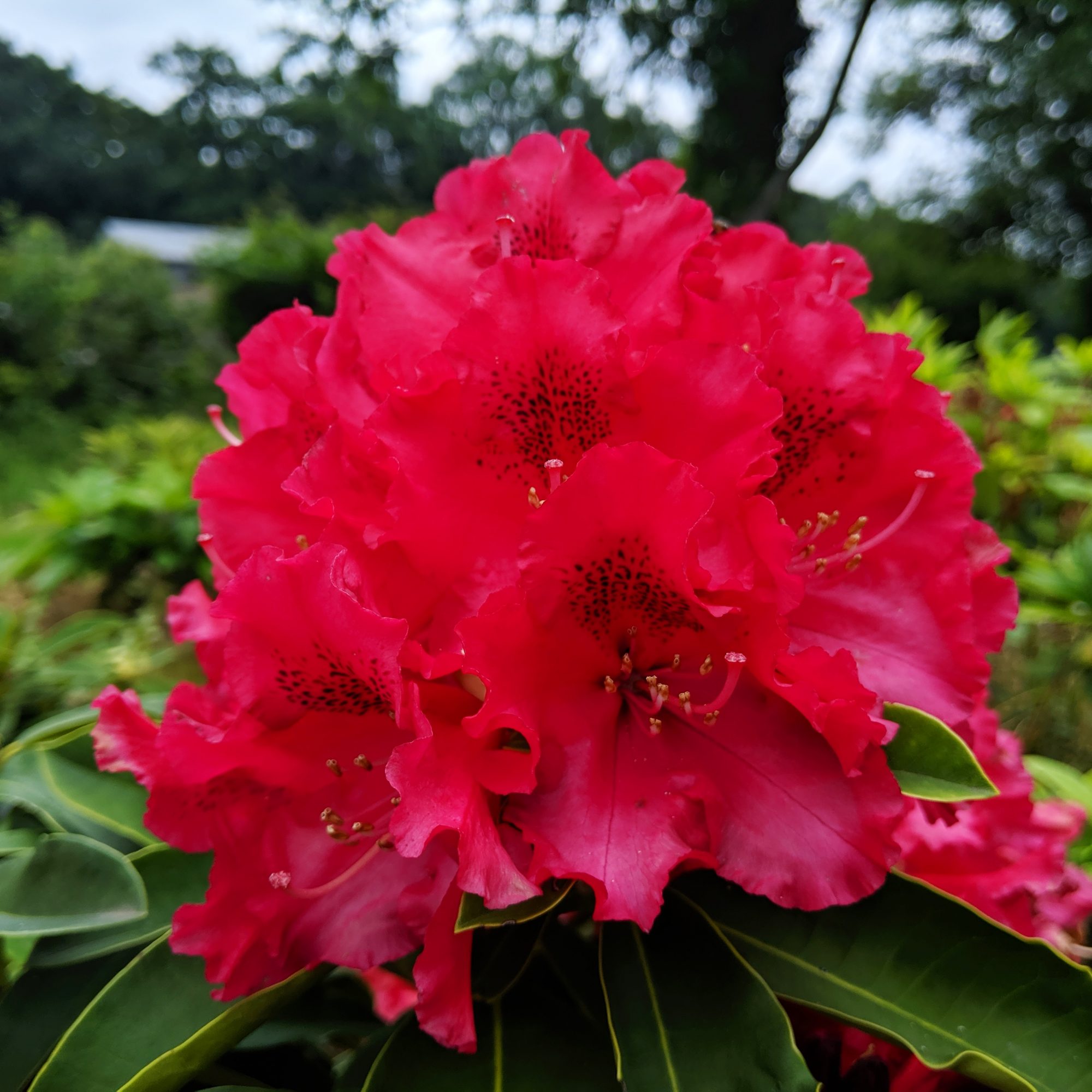 images rhododendron Dandy Man Purple Rhododendron