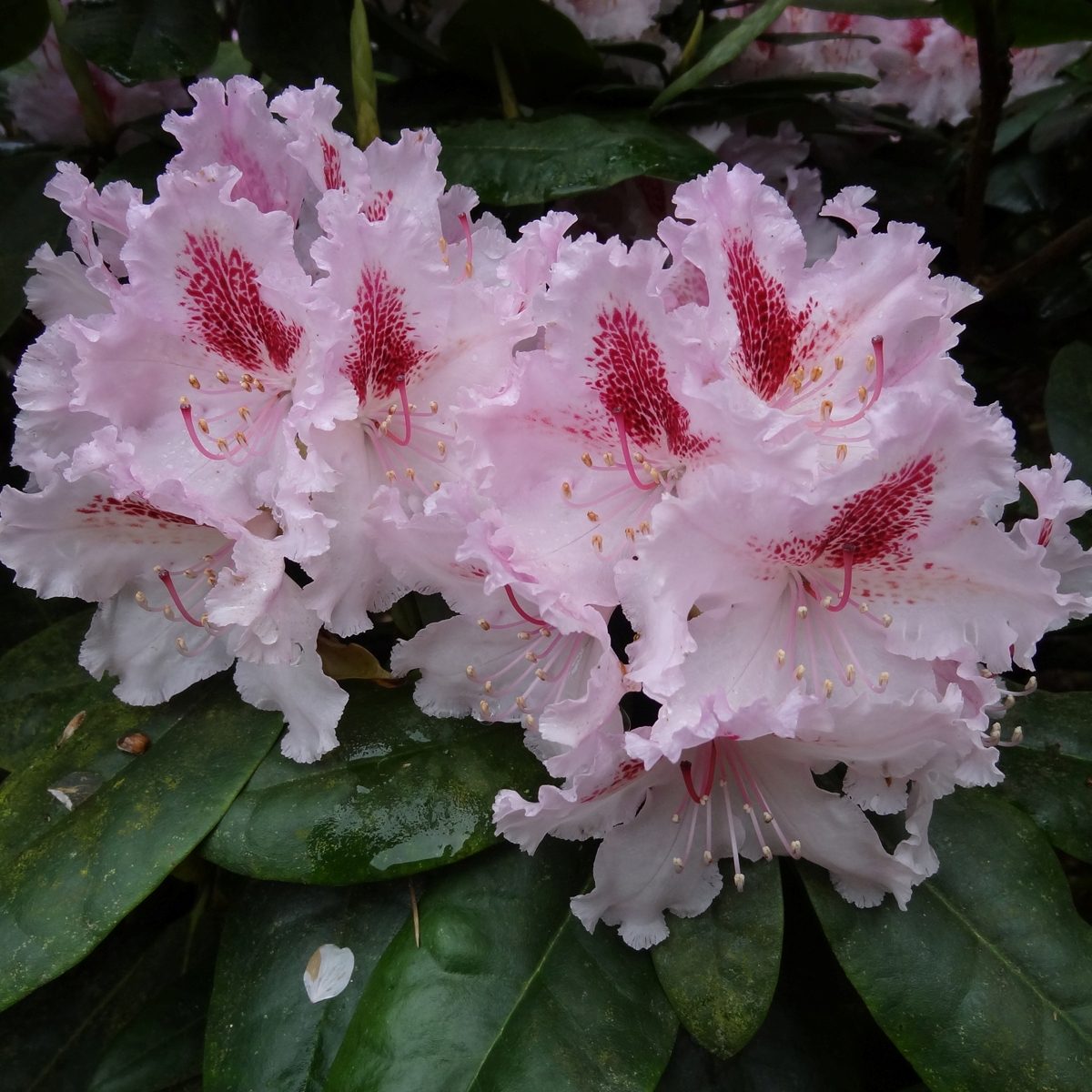 Rhododendron Le Progres - Buy Le Progres Rhododendrons Online - Millais  Nurseries