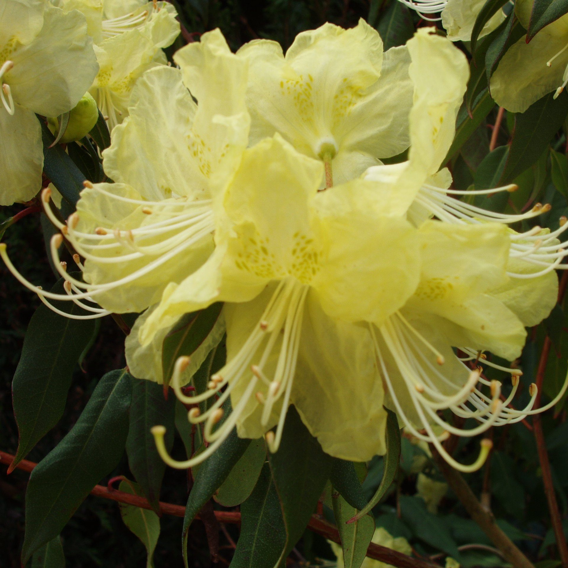 Rhododendron lutescens 'Bagshot Sands' - Buy lutescens 'Bagshot Sands'  online - Millais Nurseries