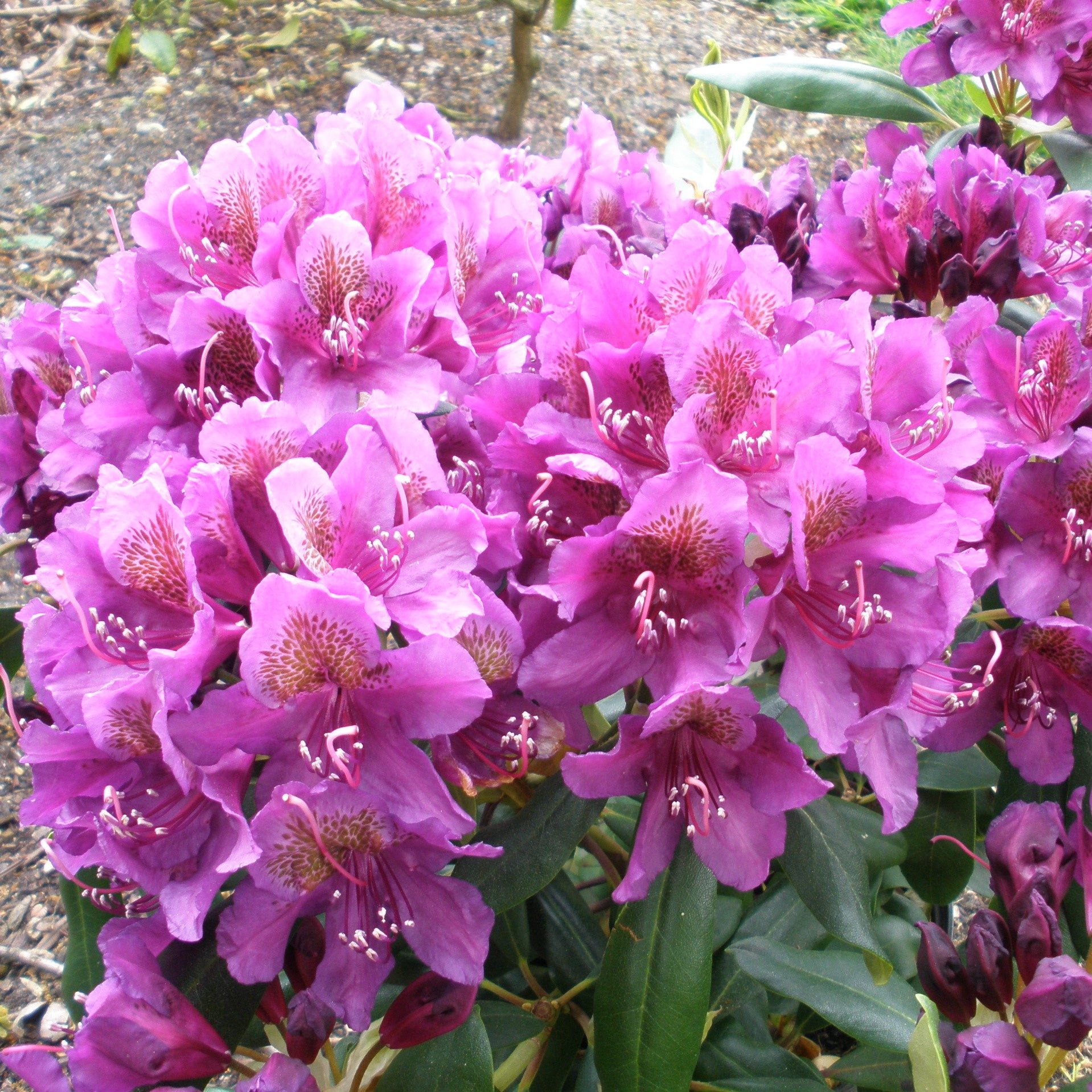 Rhododendron Marcel Menard Buy Marcel Menard Rhododendrons Online