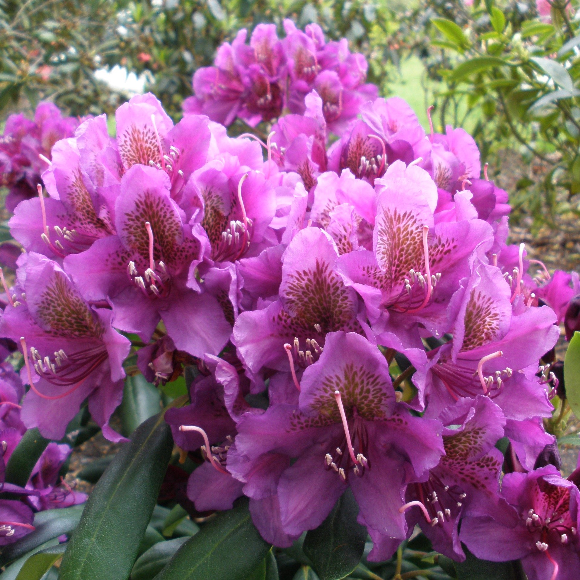 Rhododendron Marcel Menard Buy Marcel Menard Rhododendrons Online