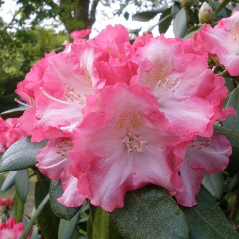 Marlis Rhododendron AGM - Buy Marlis yakushimanum Rhododendrons online -  Millais Nurseries