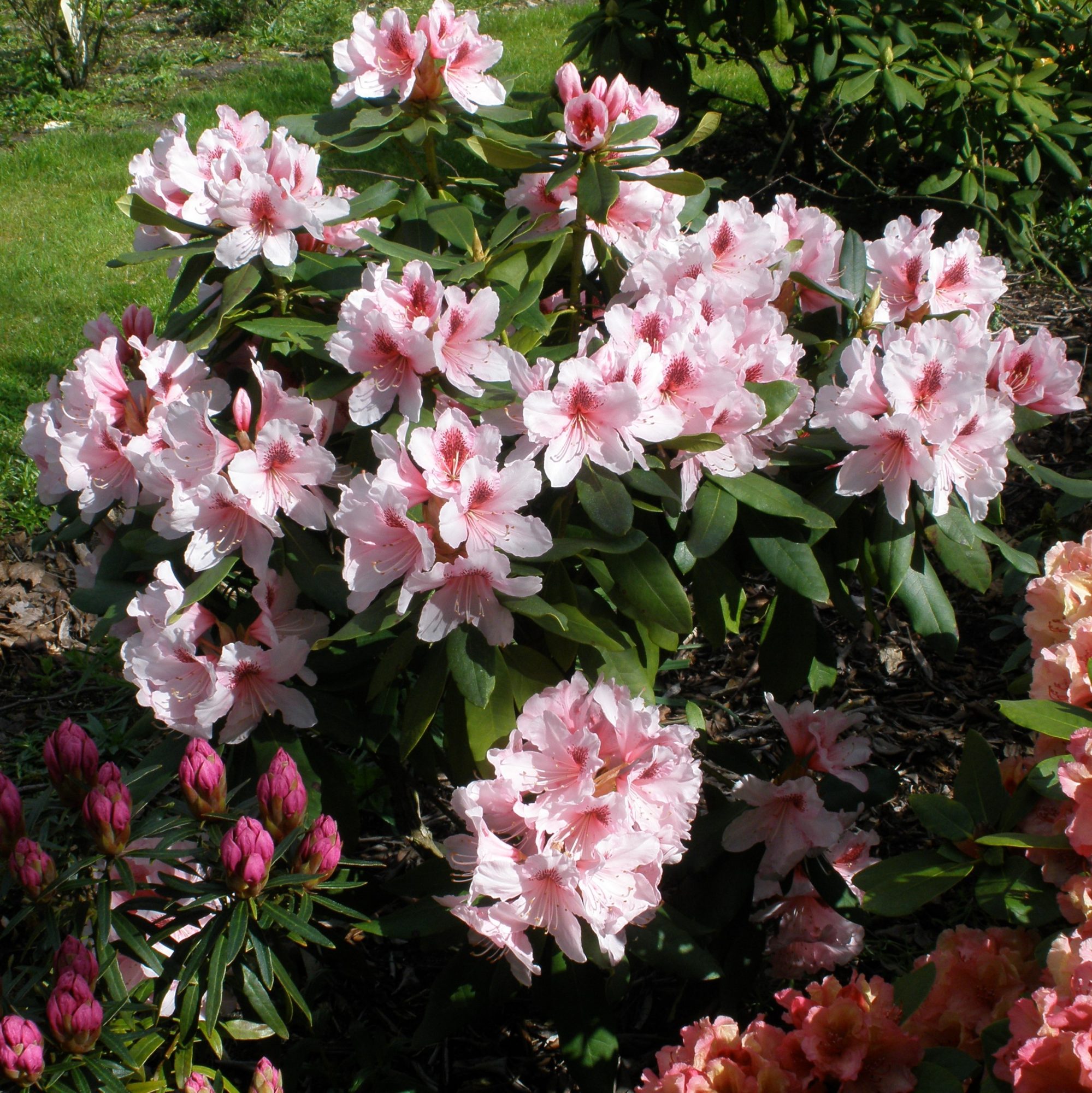 Rhododendron Mrs G.W. Leak - Buy Mrs G.W. Leak Rhododendrons Online