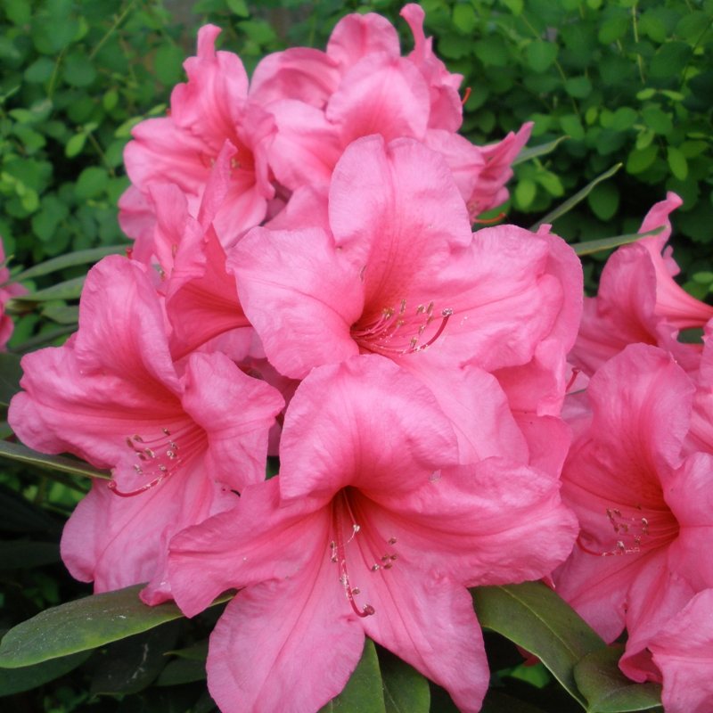 Rhododendron Oregonia - Buy Oregonia Rhododendrons Online - Millais