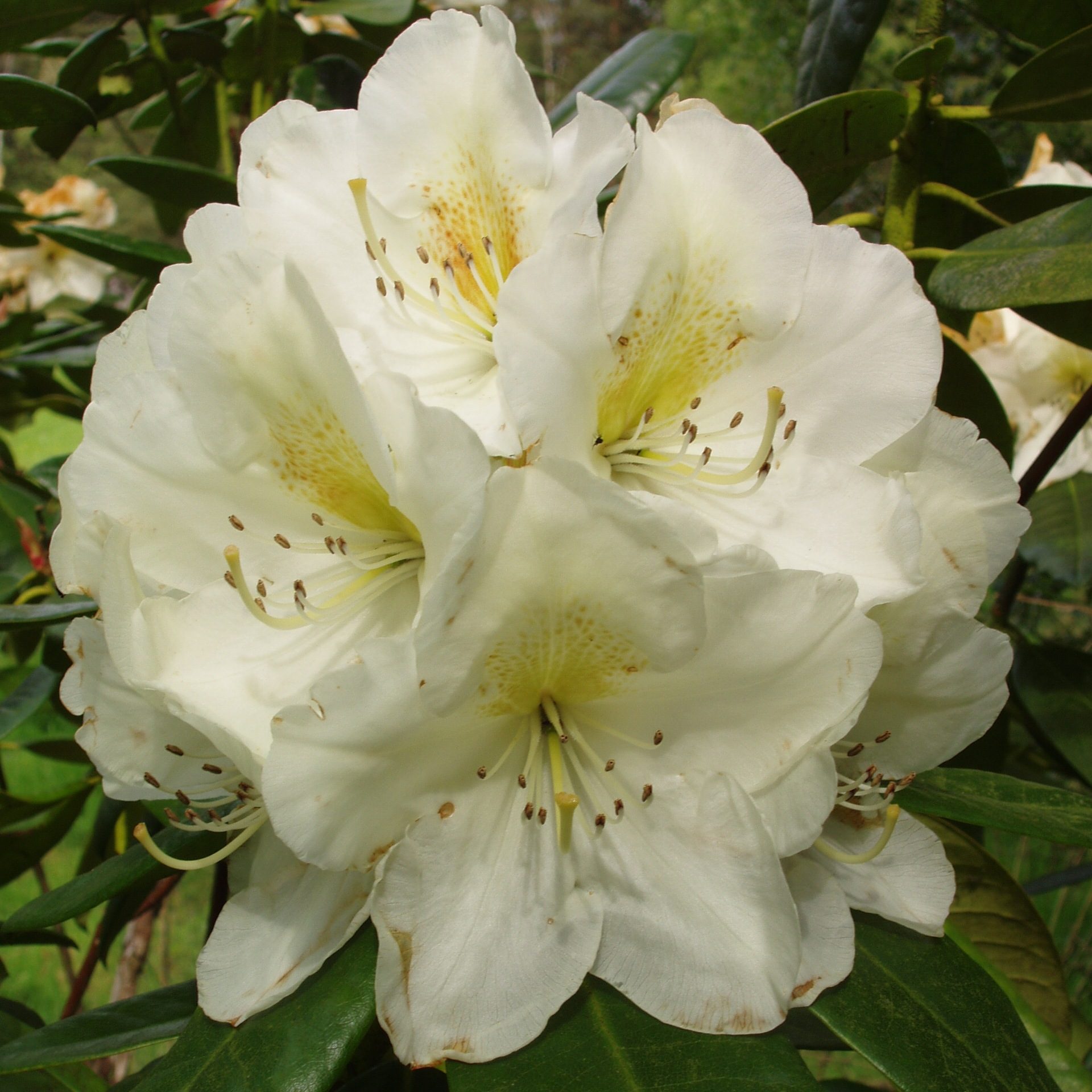 Rhododendron Phyllis Korn - Buy Phyllis Korn Rhododendrons Online - Millais  Nurseries