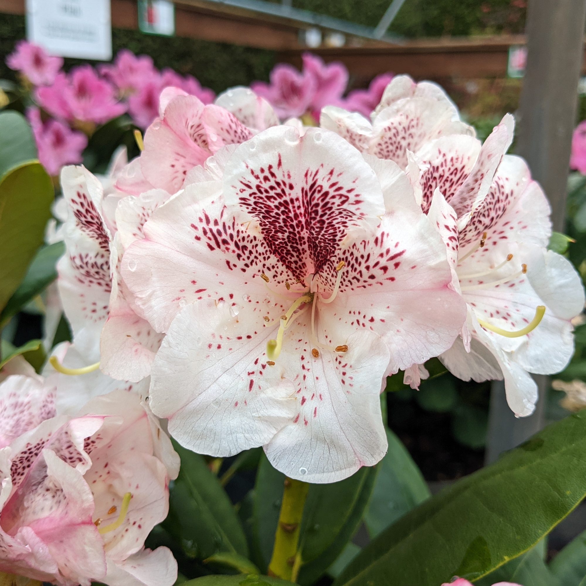 Rhododendron Prinses Maxima - Millais Nurseries