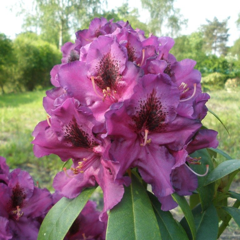 Rhododendron Purple Splendour - Buy Purple Splendour Rhododendrons