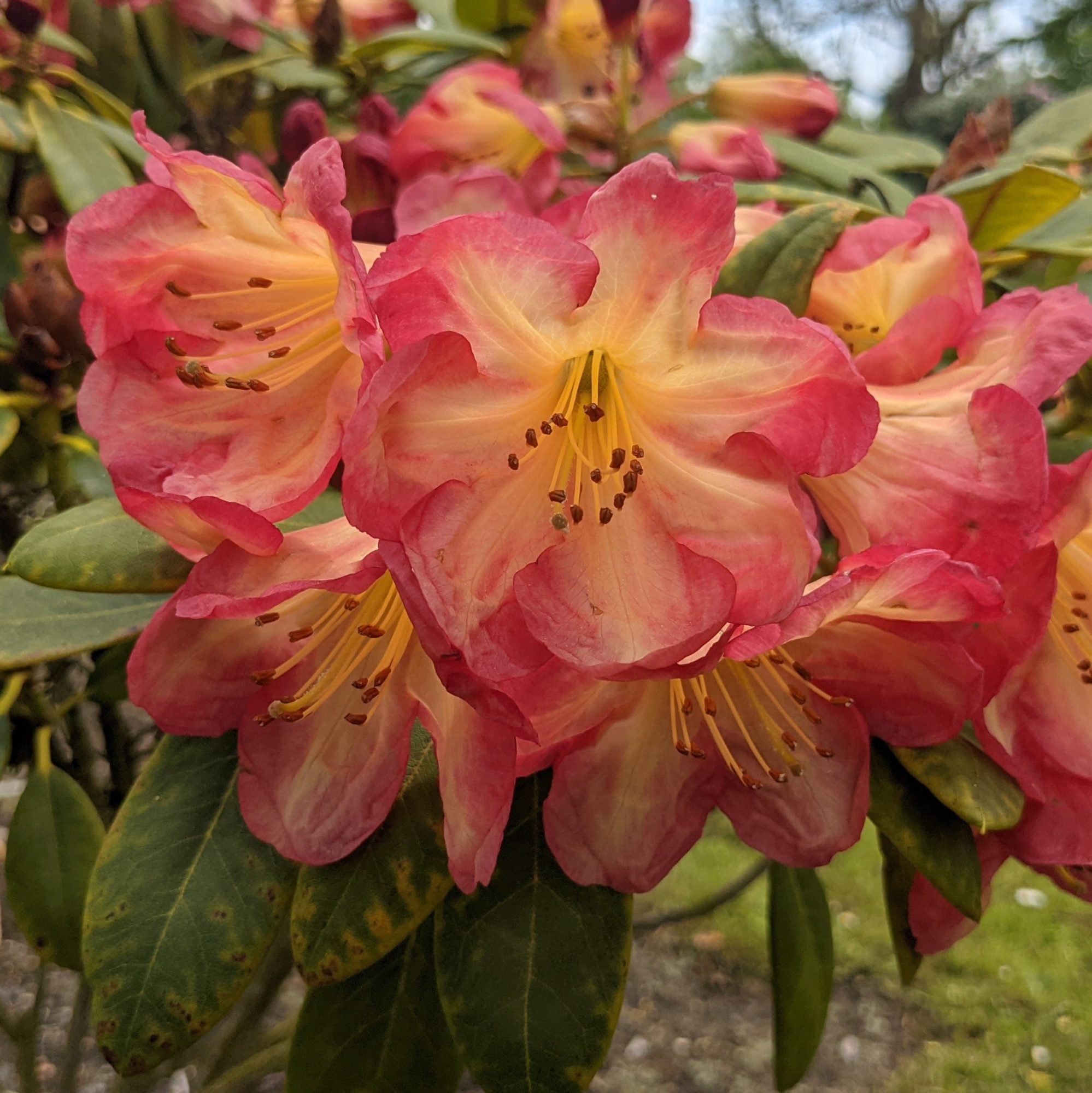 Rhododendron Ring of Fire Tall Hybrid Rhododendrons Millais Nurseries