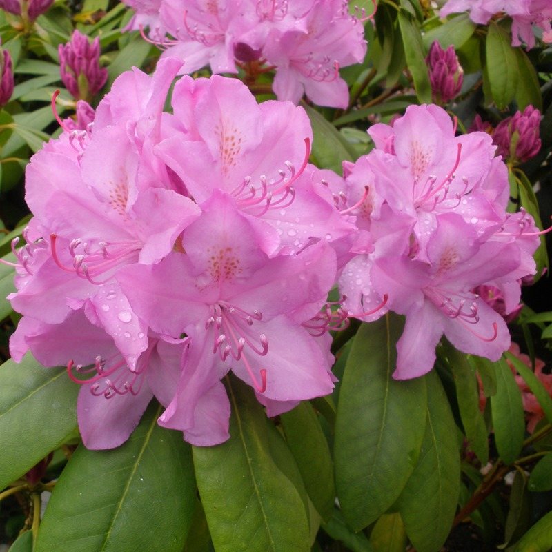 Image of Rhododendron 'Roseum Elegans' pink rhododendron
