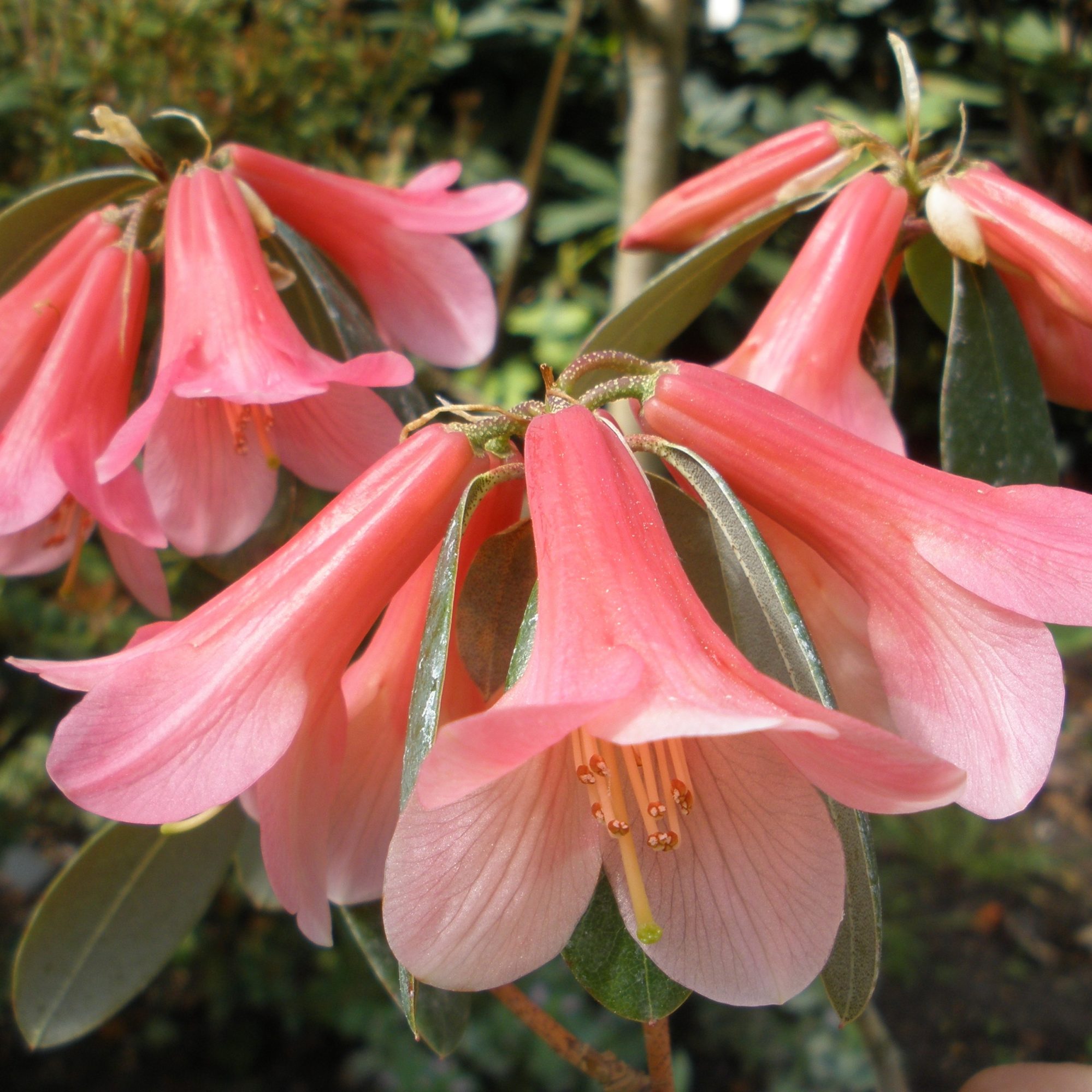 Rhododendron Salmon Trout Buy Salmon Trout Rhododendrons online