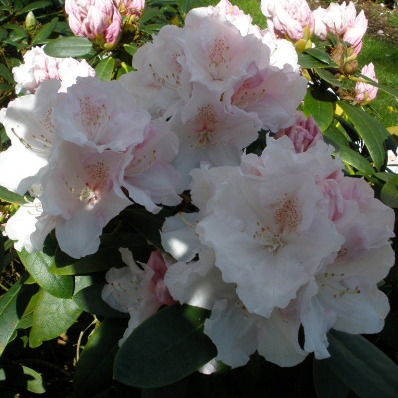 Schneekrone Rhododendron AGM - Buy Schneekrone yakushimanums online -  Millais Nurseries