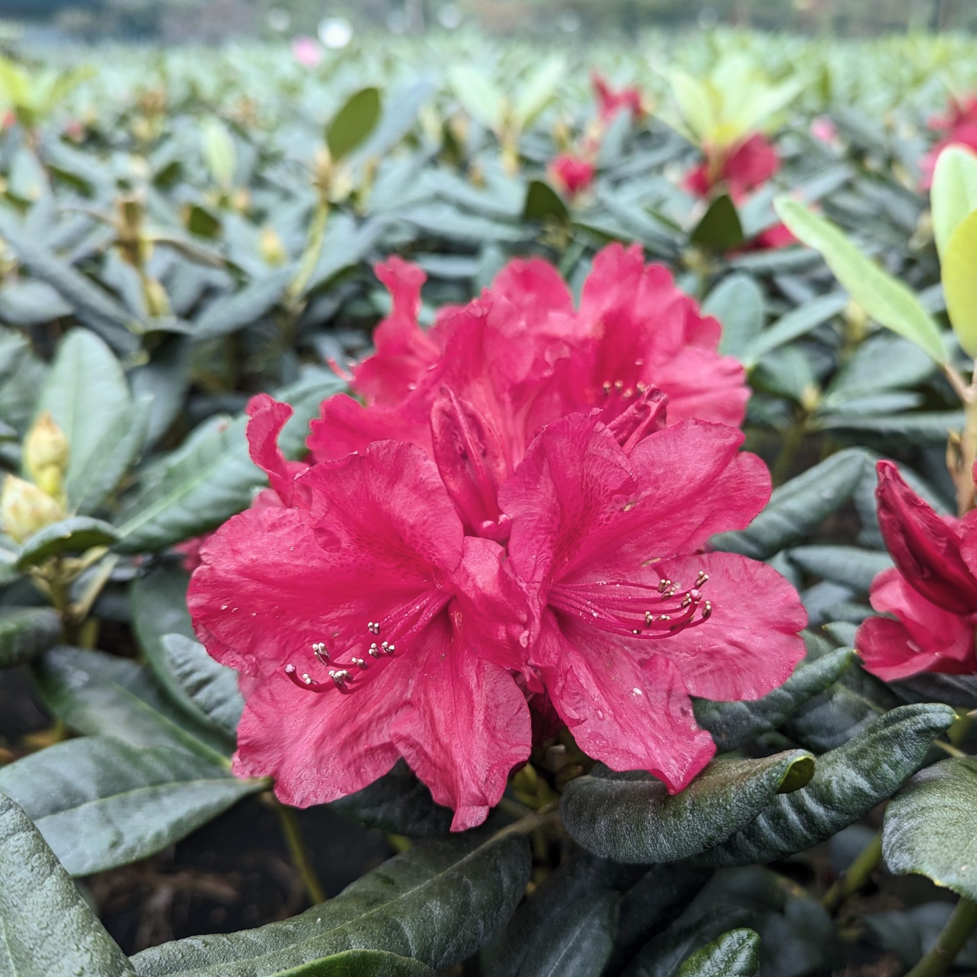 Rhododendron September Red Compact Rhododendrons Millais Nurseries