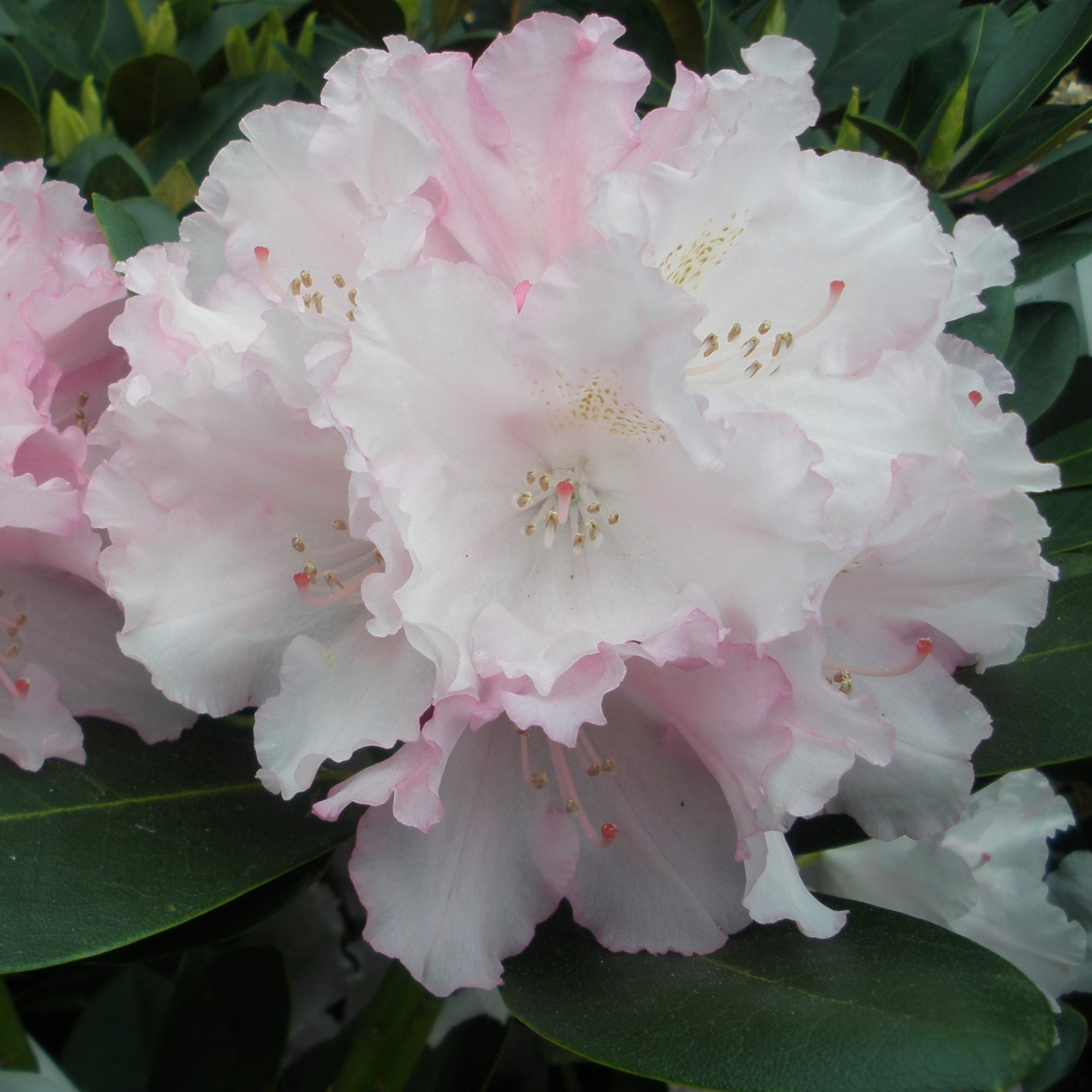 Silberwolke Rhododendron AGM - Buy Silberwolke yakushimanum Rhododendrons  online - Millais Nurseries