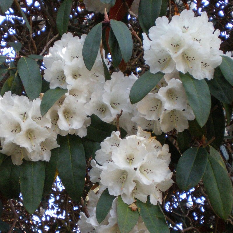 Rhododendron Sir Charles Lemon - Buy Sir Charles Lemon Rhododendrons ...