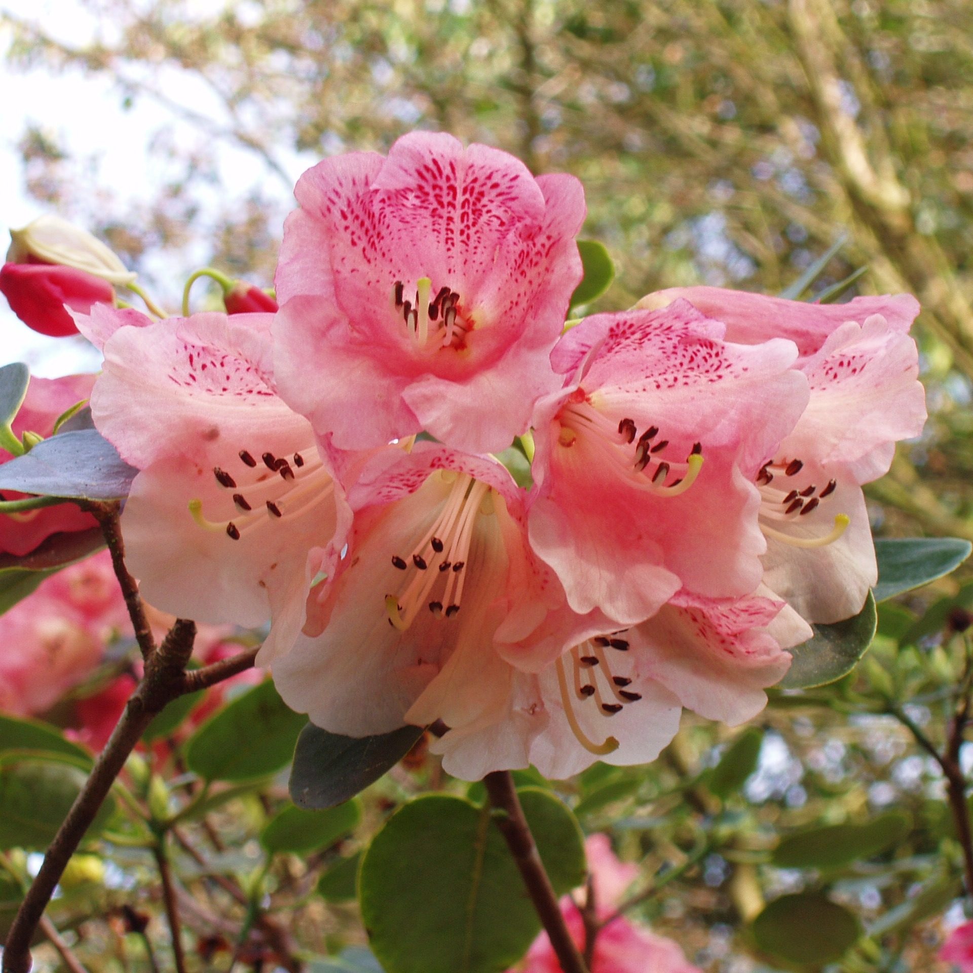 Rhododendron stewartianum - Buy stewartianum Rhododendrons Online