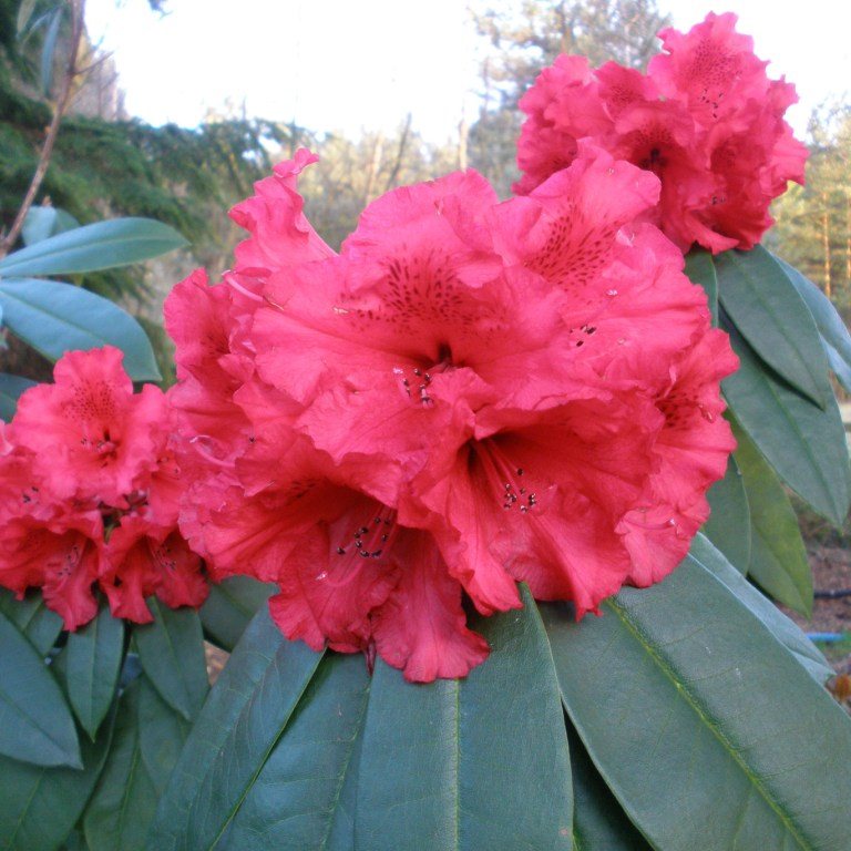 Rhododendron Taurus AGM Buy Taurus Rhododendrons Online Millais Nurseries