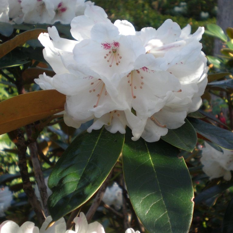 Rhododendron traillianum - Buy traillianum Rhododendrons Online - Millais  Nurseries