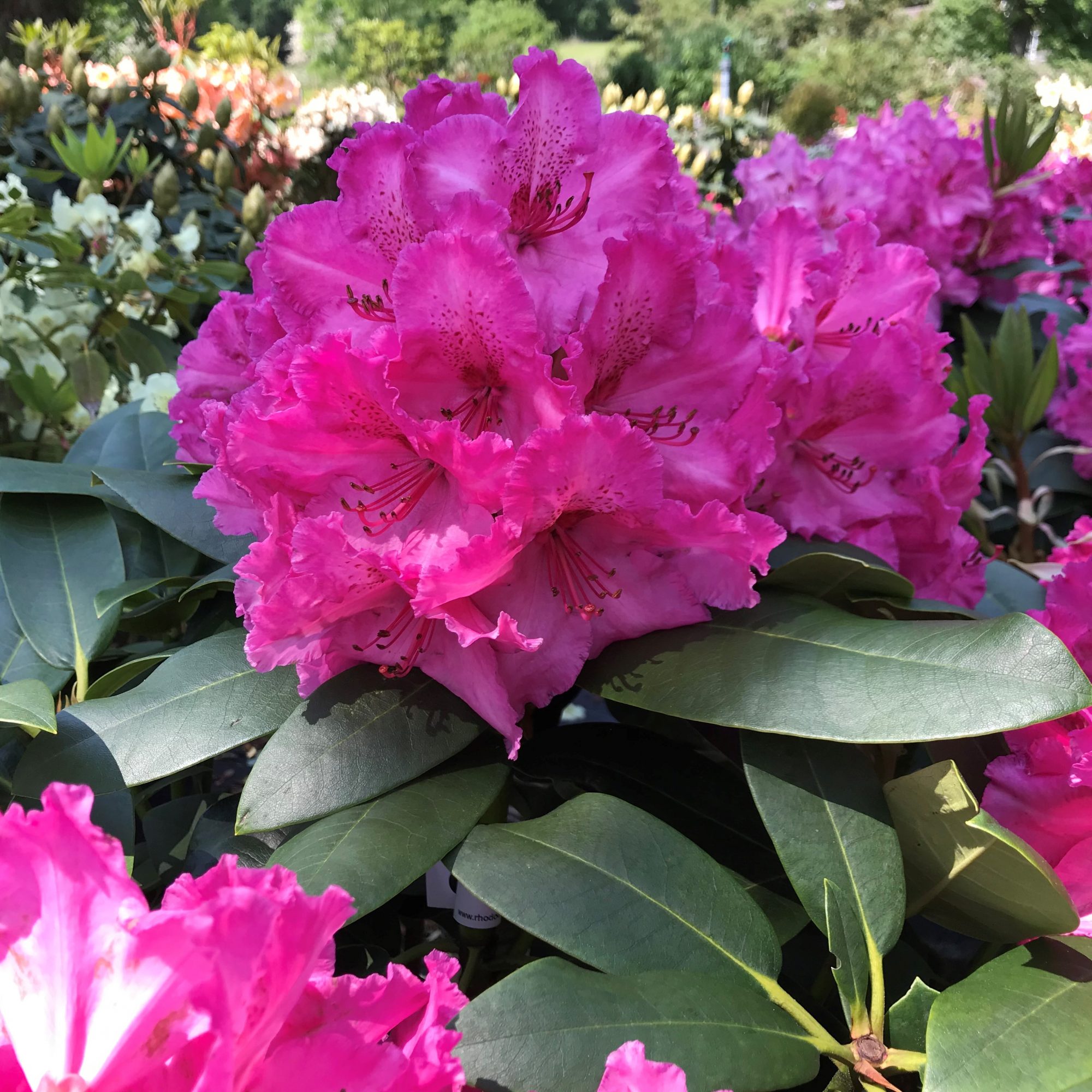 Rhododendron Walkure Buy Walkure Rhododendrons Online Millais Nurseries
